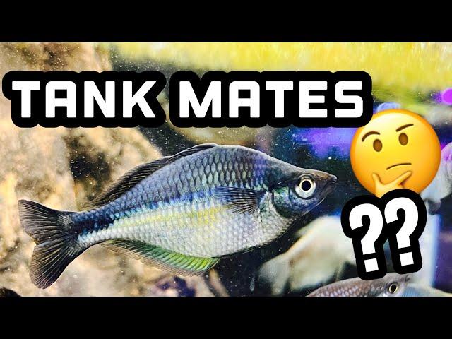 Top 5 Tank Mates for Rainbowfish