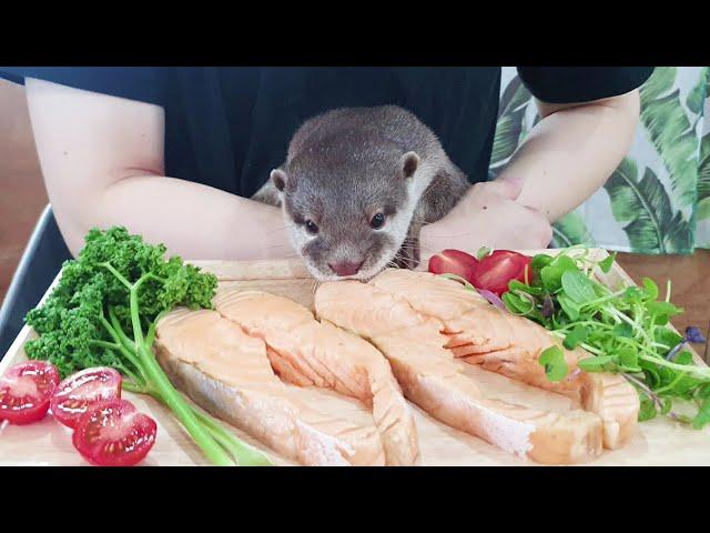 Otter family eating salmon steak.