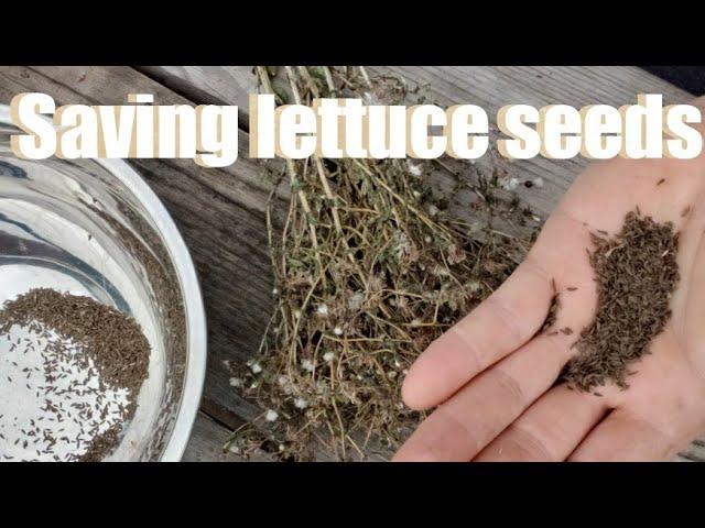 Lettuce seeds saving / Easy step by step! #seedsaving #lettuceseeds #homestead