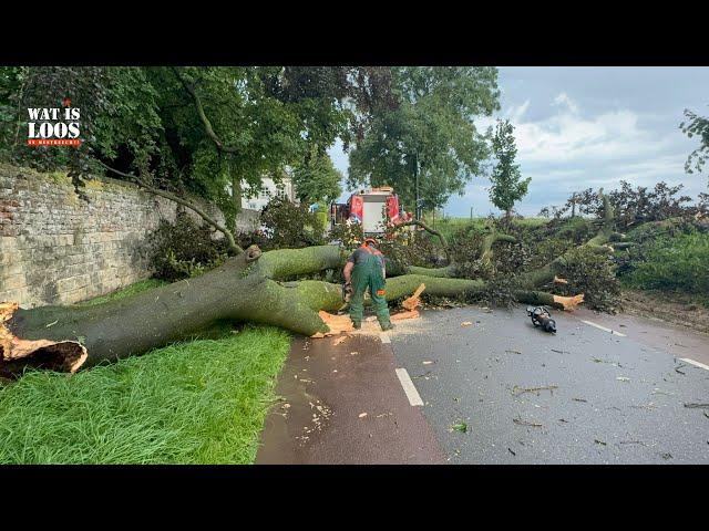 CODE GEEL:BOOM WAAIT OM EN STRATEN BLANK