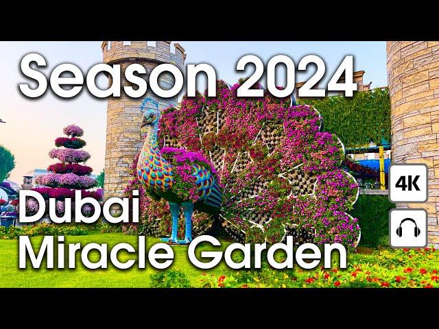 Dubai  Amazing Miracle Garden, New Season 2024 [ 4K ] Walking Tour