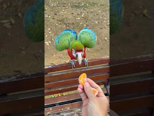 [Luca World] Even Amazon parrots can’t stand Korean tangerines