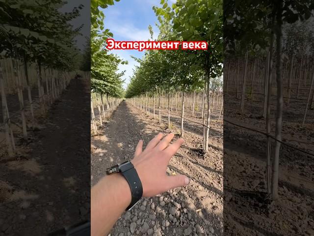 Один год за два! (эксперимент в питомнике растений)