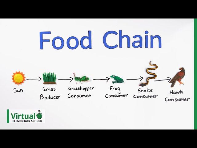 Grade 4 Science: How Do Food Chains Work