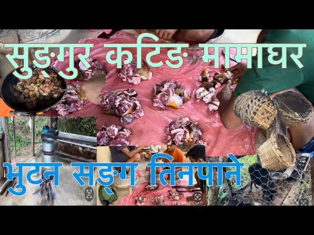 कालो सुङ्गुर र कोदो को तिनपाने || मामा को घर बल्दे || village life in chaukune