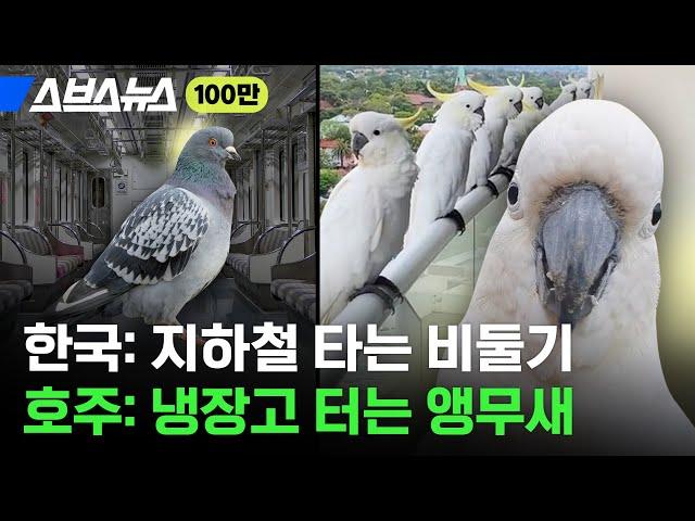 지나가면 말 걸고 집 찾아와 노크하는 호주 야생 앵무새 코카투 / 스브스뉴스