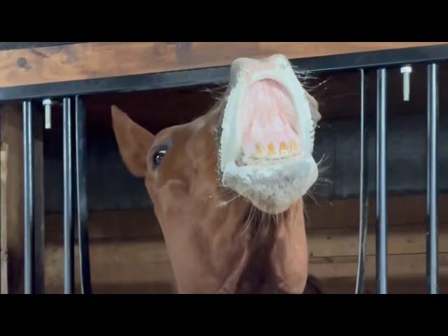 Two horses getting wormed.. Funny #friesian #friesianhorse #horse #warmblood #horsestable #stables