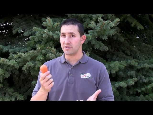 MilSim Labs 40mm Foam Grenade | Fox Airsoft