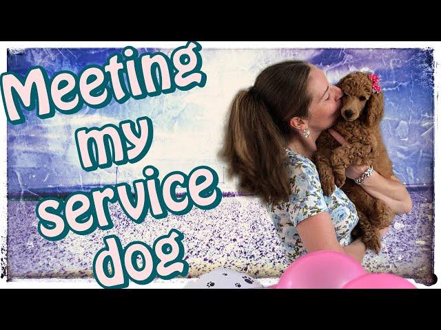 How my service dog & I met | Jen & Pharaby #lifewithaservicedog