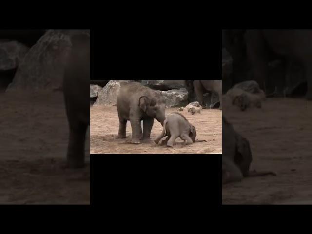 형에게 도발한 동생 코끼리.에이고 우리형이 왜 이케 강허지. Cute elephant brother. https://www.youtube.com/watch?v=cfQaiDg0_rw