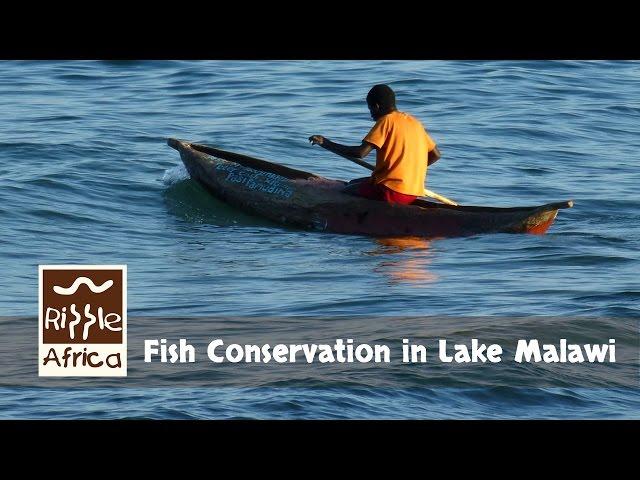 Fish Conservation in Lake Malawi - RIPPLE Africa