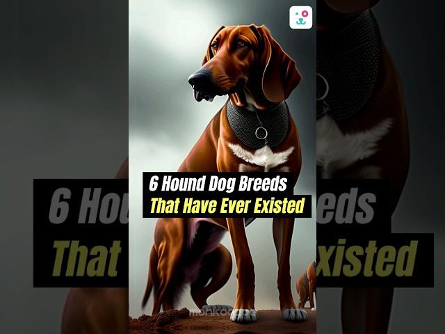 Unleash the Top 6 Hound Breeds!    #hounds #smartdog #monkoodog #dog #hounddogs #ai #aicreativity