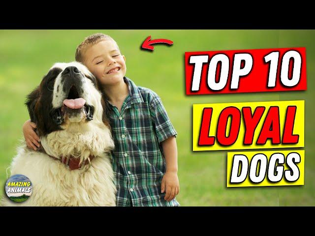 Top 10 Extreme Loyal Dog Breeds