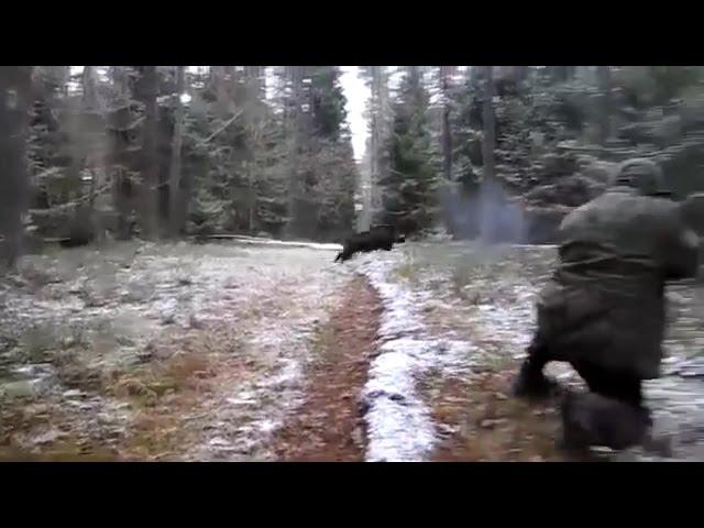 wild boar hunting. Снайпер на охоте,охота на кабана.(прикол)