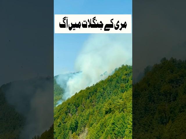 Forest Fire breaks out in Murree #youtubeshorts