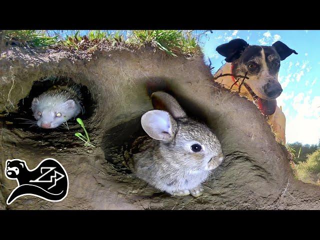 Dog and Ferret Rabbit Hunting Team - Hunting with Ferrets New Zealand 4 