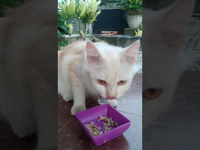 MIKHA LAGI MAKAN #cat #kucing #kucingterlucu #shorts