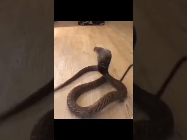 monocol cobra snake rescue. in #shorts video