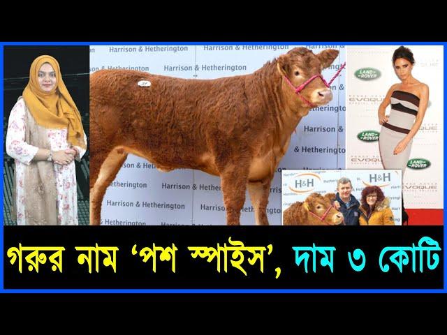 গরুর নাম ‘পশ স্পাইস’, দাম ৩ কোটি | Mojar khobor | মজার খবর । The name of the cow is 'Posh Spice', th