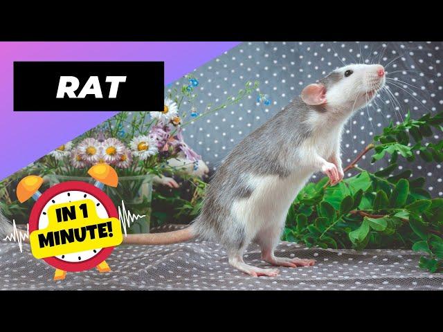 Rat - In 1 Minute!  One Of The Most Intelligent Animals In The World | 1 Minute Animals