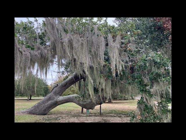 Exploring Mandeville: A Hidden Gem in Louisiana | Legends of Louisiana