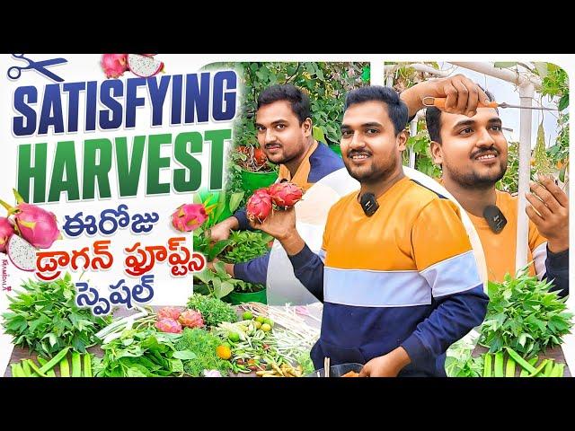 ఈరోజు హార్వెస్ట్ లో స్పెషల్ Dragon fruits, Satisfying harvest @OrgGardener