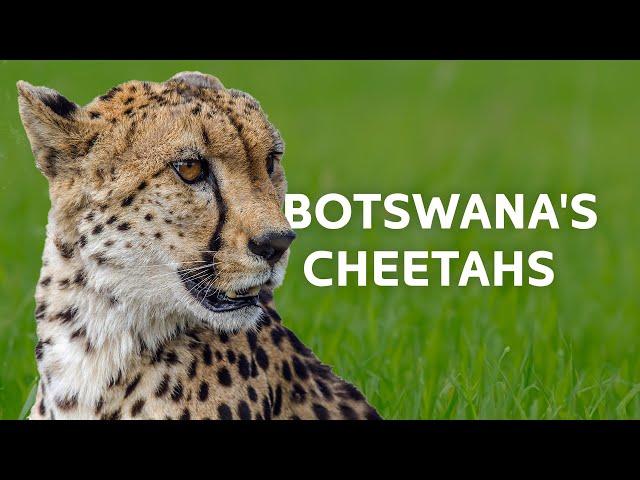 2+ Hours Exploring Botswana's Untouched Kingdom | Wildlife Documentary