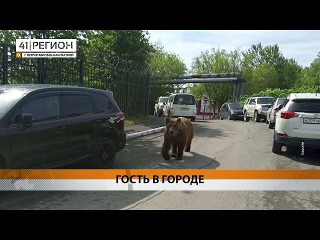 МЕДВЕДЬ РЕШИЛ ОБОЙТИ ПЕТРОПАВЛОВСК И НАПУГАЛ МЕСТНЫХ • НОВОСТИ КАМЧАТКИ