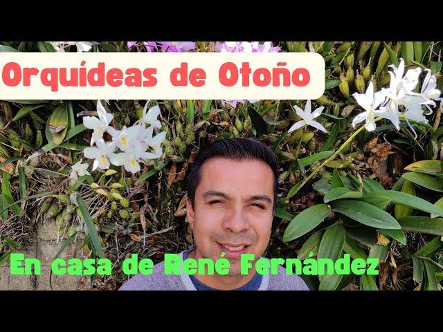 Orquídeas de Otoño en Casa de René Fernández