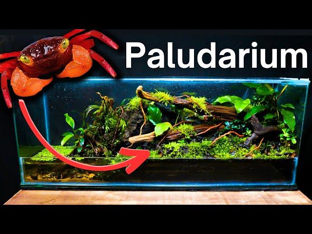 I Made a Paludarium for Vampire Crabs, Here’s How!