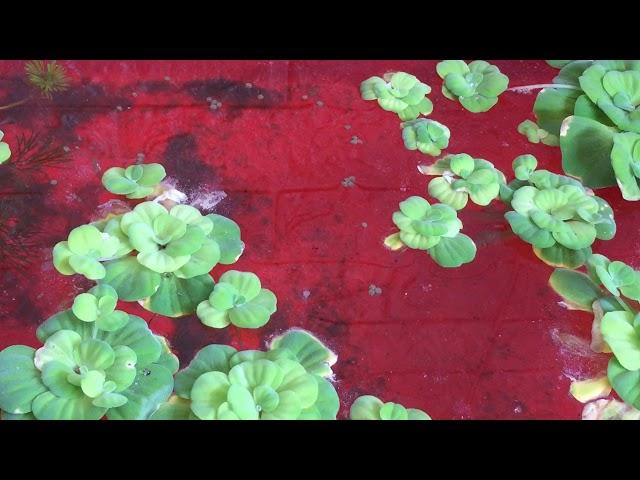 Small Fish Eating Dry Pellets