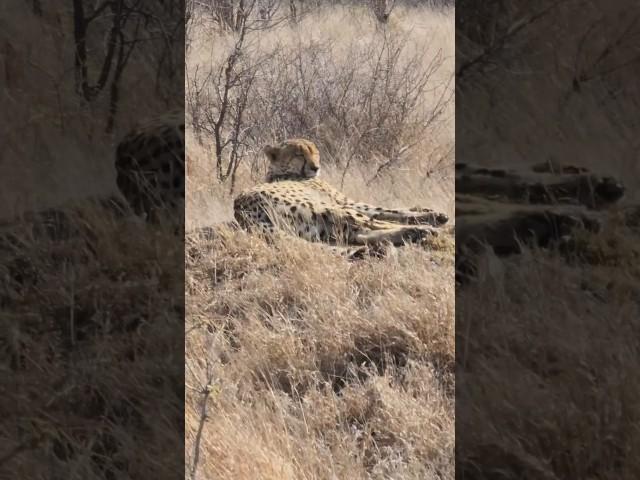 Cheetah relaxing in the morning sun.
