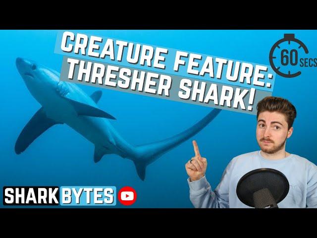 Creature Feature: Thresher Shark!