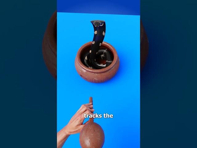 How Snake Charming Works 