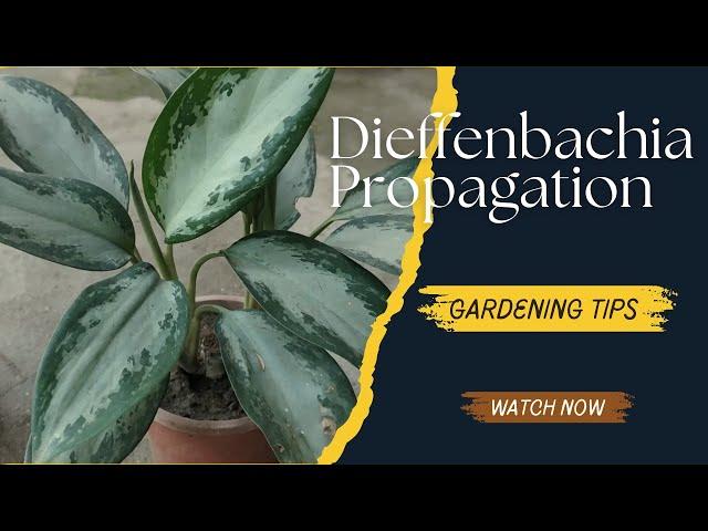 Dieffenbachia Propagation for Beginners  |  How to multiply trees with simple stems