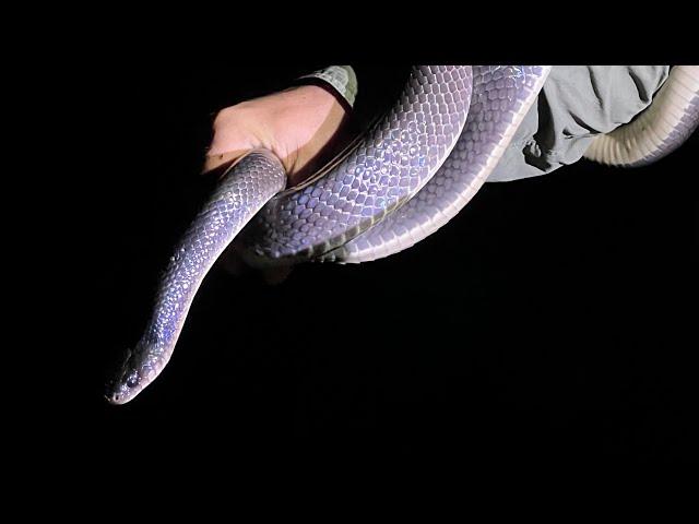 Herping Costa Rica: Cool Snake BONANZA! EYELASH VIPERS