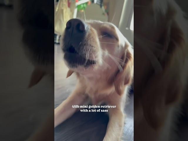 ummm hello?? #goldenretriever #puppy
