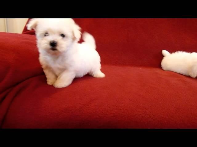 PUI DE BICHON MALTESE 0725758099