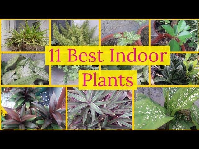 Top best Indoor plants for home decor [ Nature Desires ]