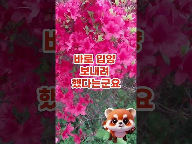 60년만에 밝혀진 충격적 진실, 시어머니가 아들을 바꿔치기 #시어머니 #며느리 #고부갈등 #인생사연 #사연