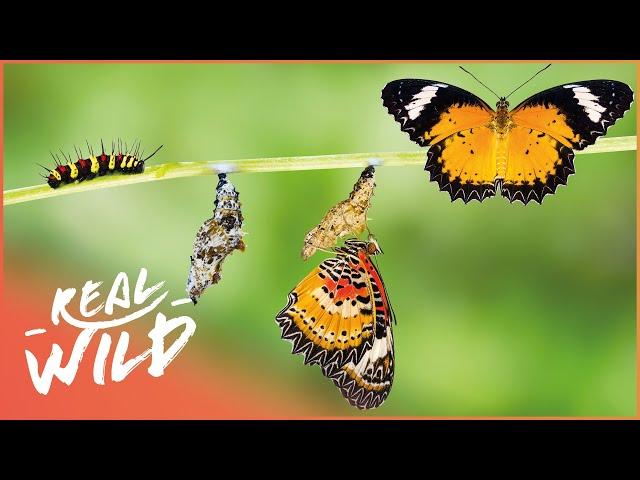 The Secret And Fascinating Life Of A Butterfly | Real Wild