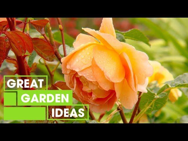 How to Care for Roses in Winter | Gardening | Great Home Ideas