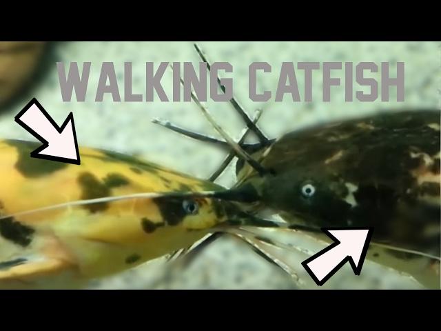 MONSTER WALKING CATFISH - Clarias batrachus (prod. by LEON / Vid. by dbuulik)