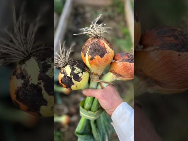 I’ll Never Grow Onions Any Other Way!! - Ultimate Easy And Effective #garden #growyourownfood