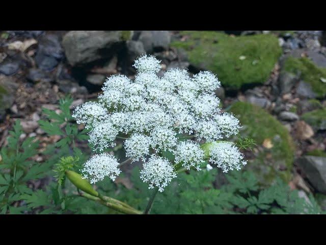 산야초 15종 (가을 산행)