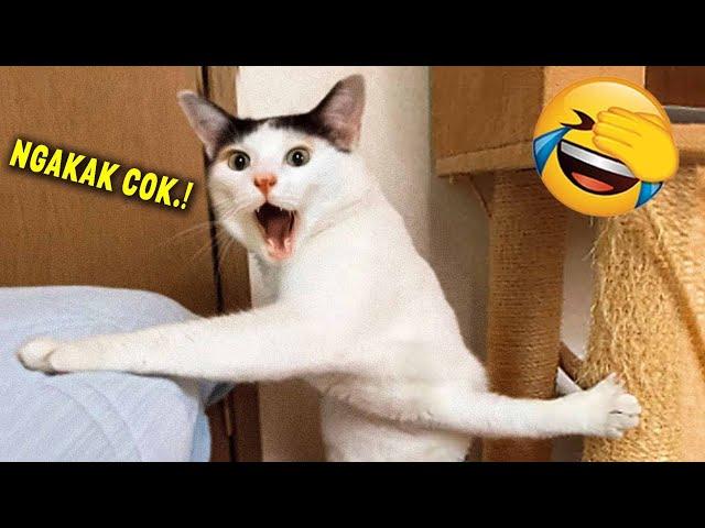 TAHAN TAWA.! 10 Menit Video Kucing Lucu Terbaru yang Bikin Ngakak 2023 ~ Kucing Tiktok Lucu