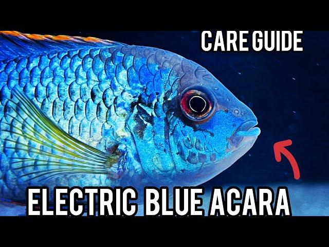 Electric Blue Acara Care Guide, the most amazing community fish you can own !!