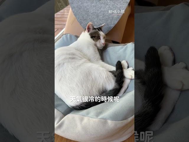 貓尾巴：人類來當朋友吧！ #好味小姐 #cat #貓咪