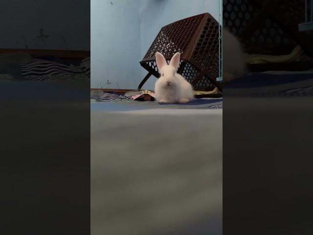 My bunny Reaction #shorts