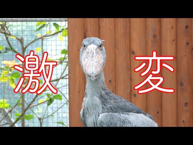 ハシビロコウのふたば、髪型が変わり過ぎてる件【11月のふたば】Shoebill's hairstyle has changed